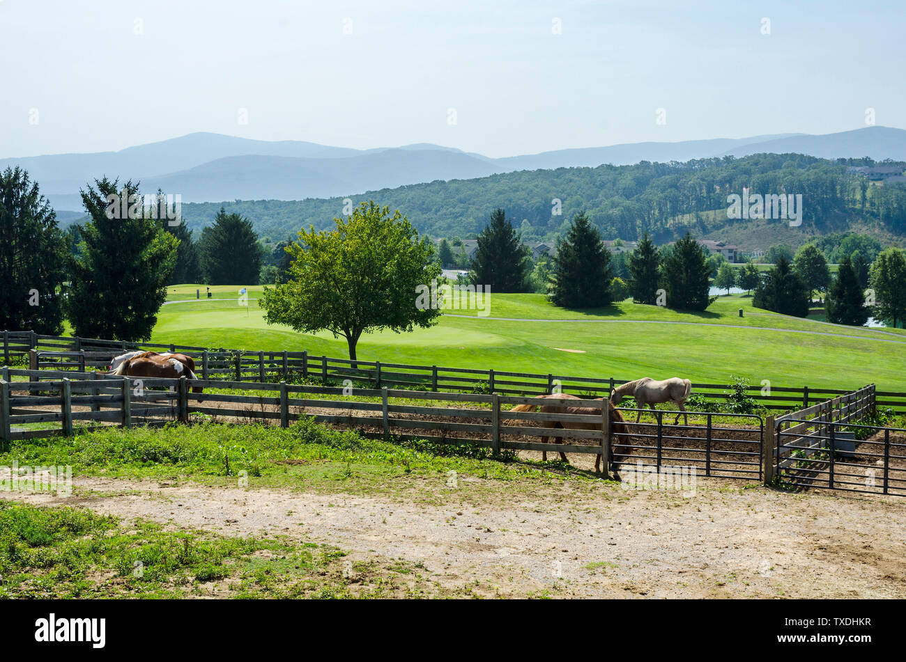 Horse farm, Virginia, USA Stock Photo