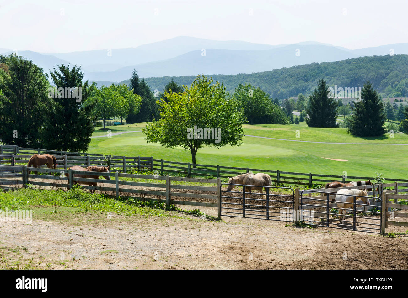 Horse farm, Virginia, USA Stock Photo Alamy