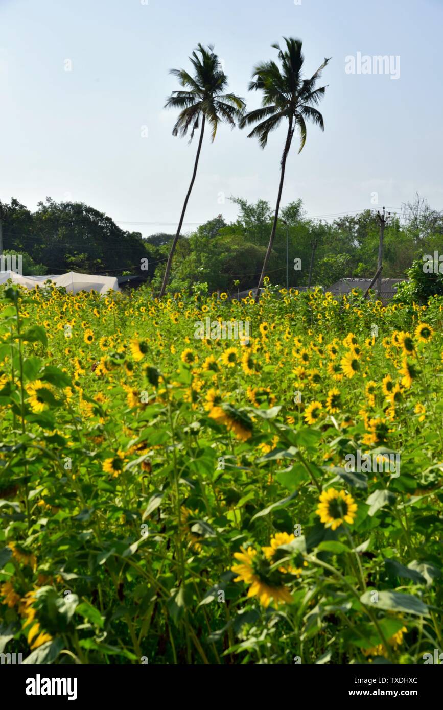 Sunflower fields, Umarsadi, Valsad, Gujarat, India, Asia Stock Photo