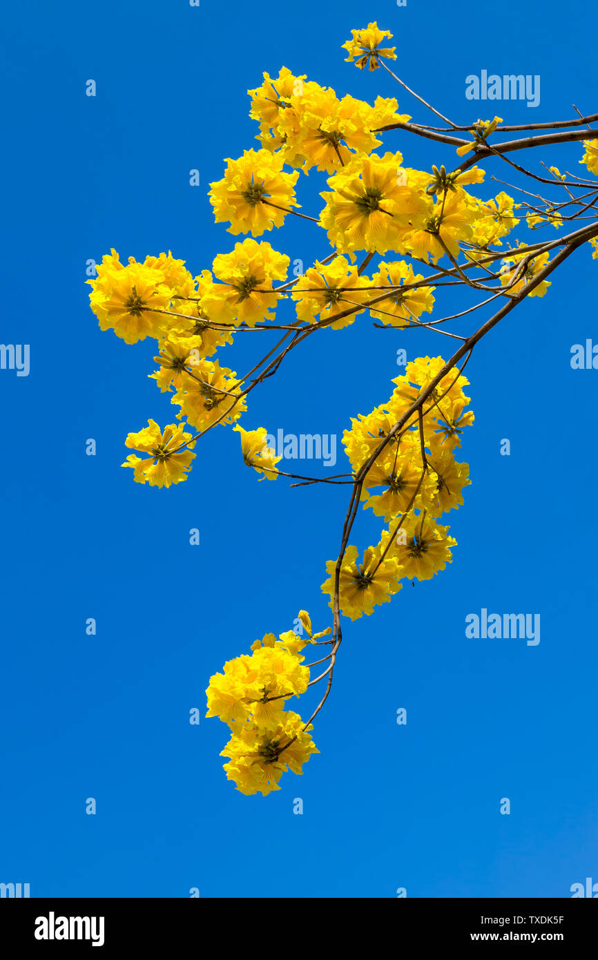 Yellow tabebuia flowers blossom on the blue sky background,Fuzhou,China Stock Photo