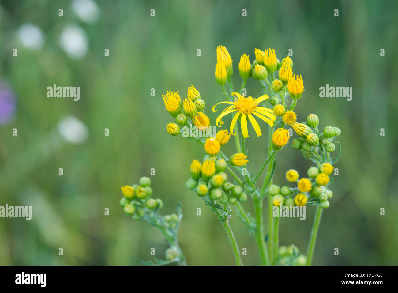 Jacobaea vulgaris,  Senecio jacobaea yellow flowers closeup Stock Photo