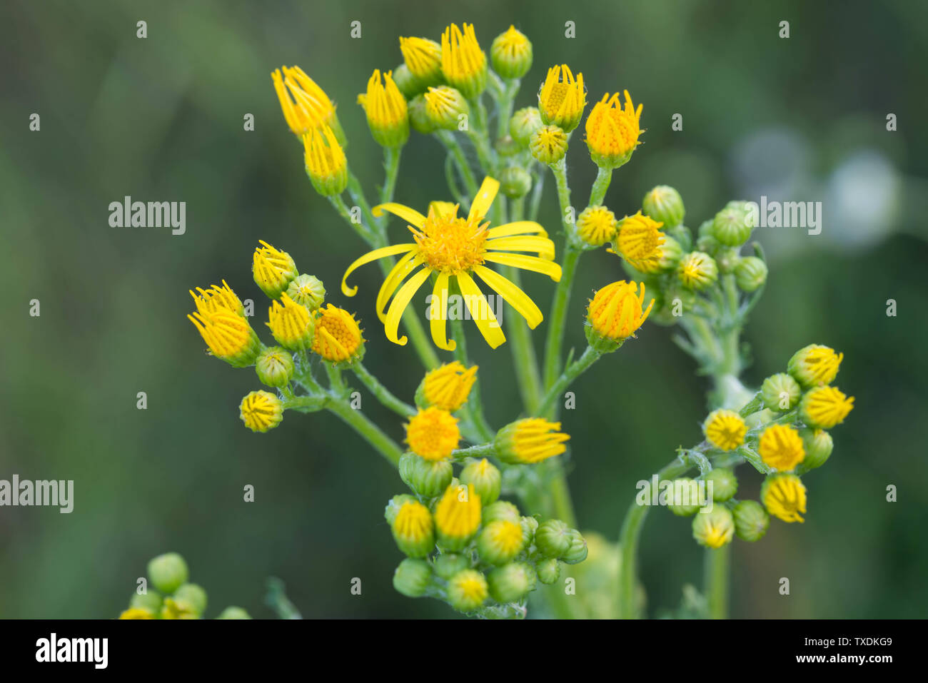 Jacobaea vulgaris,  Senecio jacobaea yellow flowers closeup Stock Photo