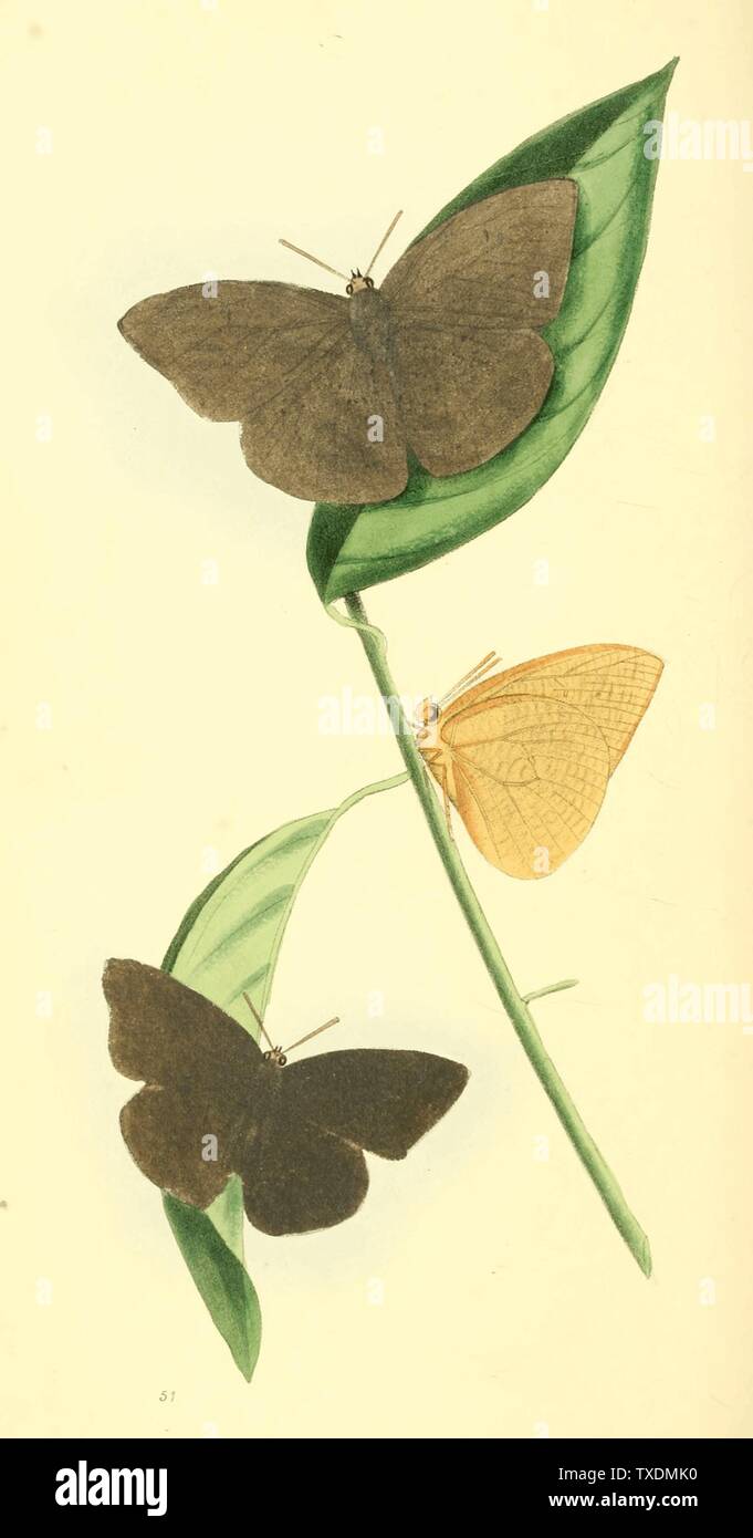 Plate 51. Colias Pyrene. White African Colias.  Modern accepted name (2012) is Ixias pyrene[1].   N.B. something seems to have gone wrong with the colouring of this copy. The text describes the wings as white and other copies of the book show them as such.; January 1820; Zoological Illustrations, Volume I.; William Swainson, F.R.S., F.L.S.; Stock Photo