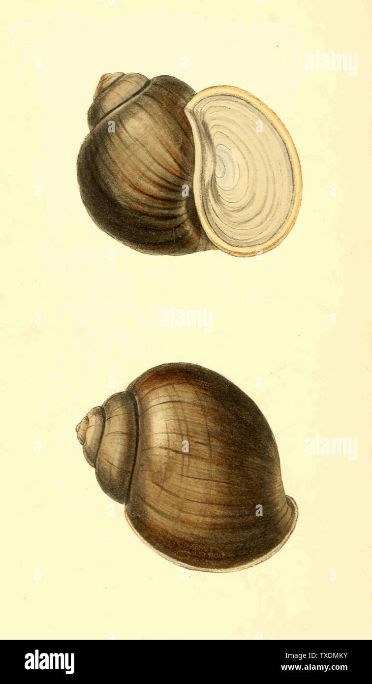 Plate 120. Ampullaria corrugata. Wrinkled Apple Snail. Modern accepted