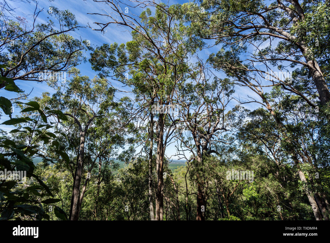 Mount Beerburrum, at 280m, is the fourth highest peak in the Glass House Mountains. Very steep Walk through scribbly gum Eucalyptus racemosa woodland Stock Photo