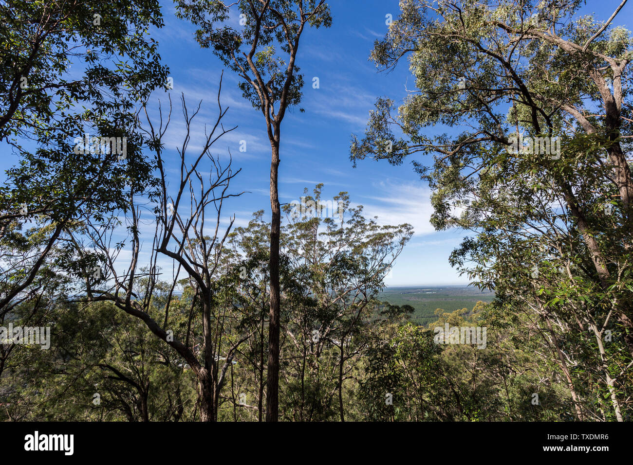 Mount Beerburrum, at 280m, is the fourth highest peak in the Glass House Mountains. Very steep Walk through scribbly gum Eucalyptus racemosa woodland Stock Photo