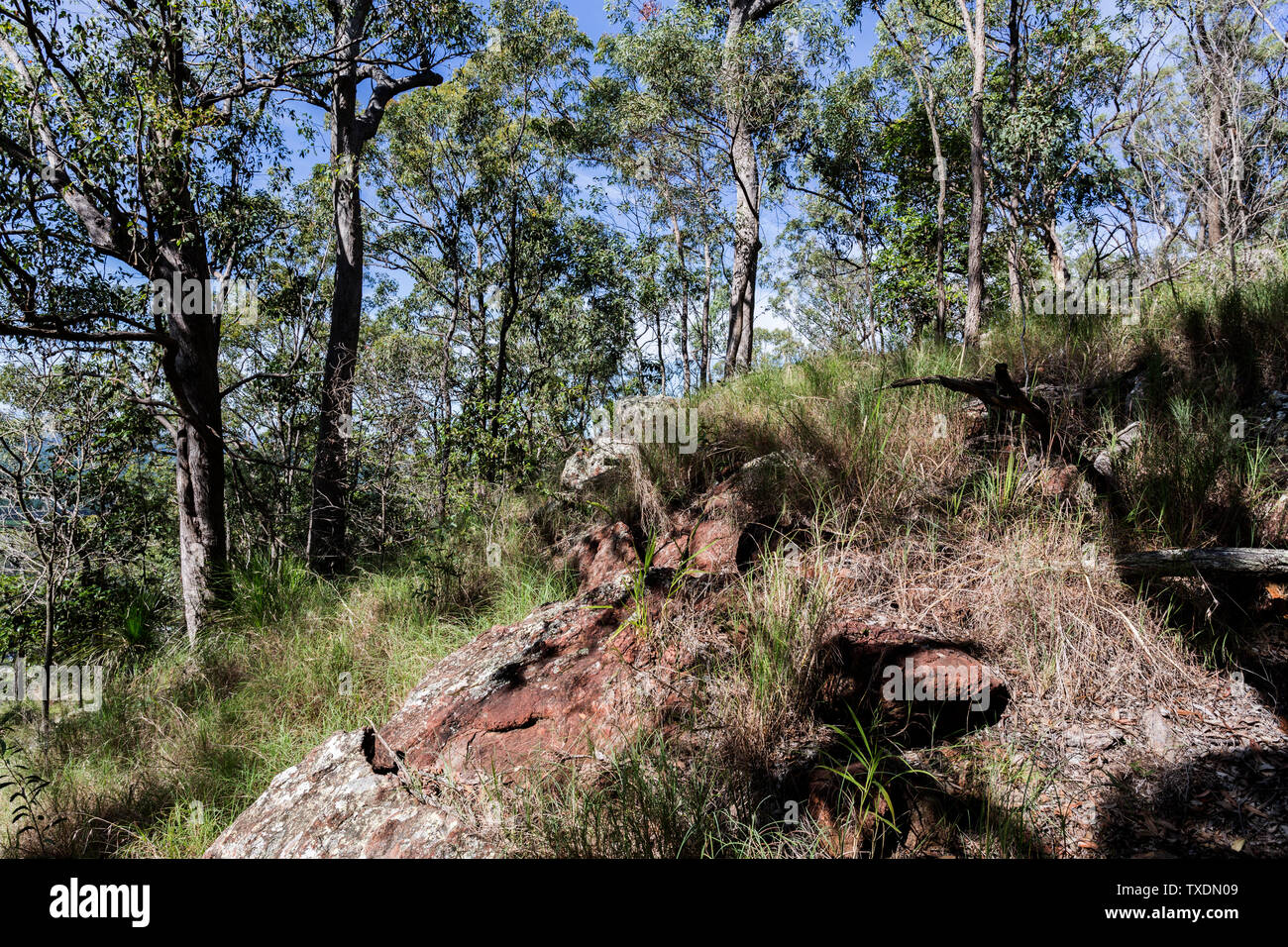 Mount Beerburrum is the fourth highest peak in the Glass House Mountains. Kagaroo grass Thermeda triandra and flat-leaved grasstree Xanthorrhoea latif Stock Photo