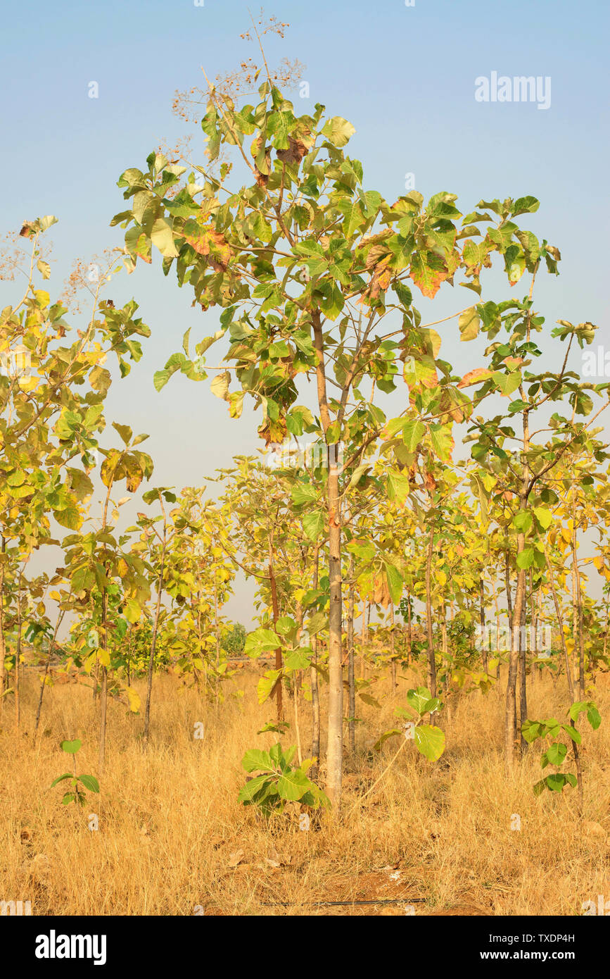Teak tree at Agri, Pune, Maharashtra, India, Asia Stock Photo Alamy