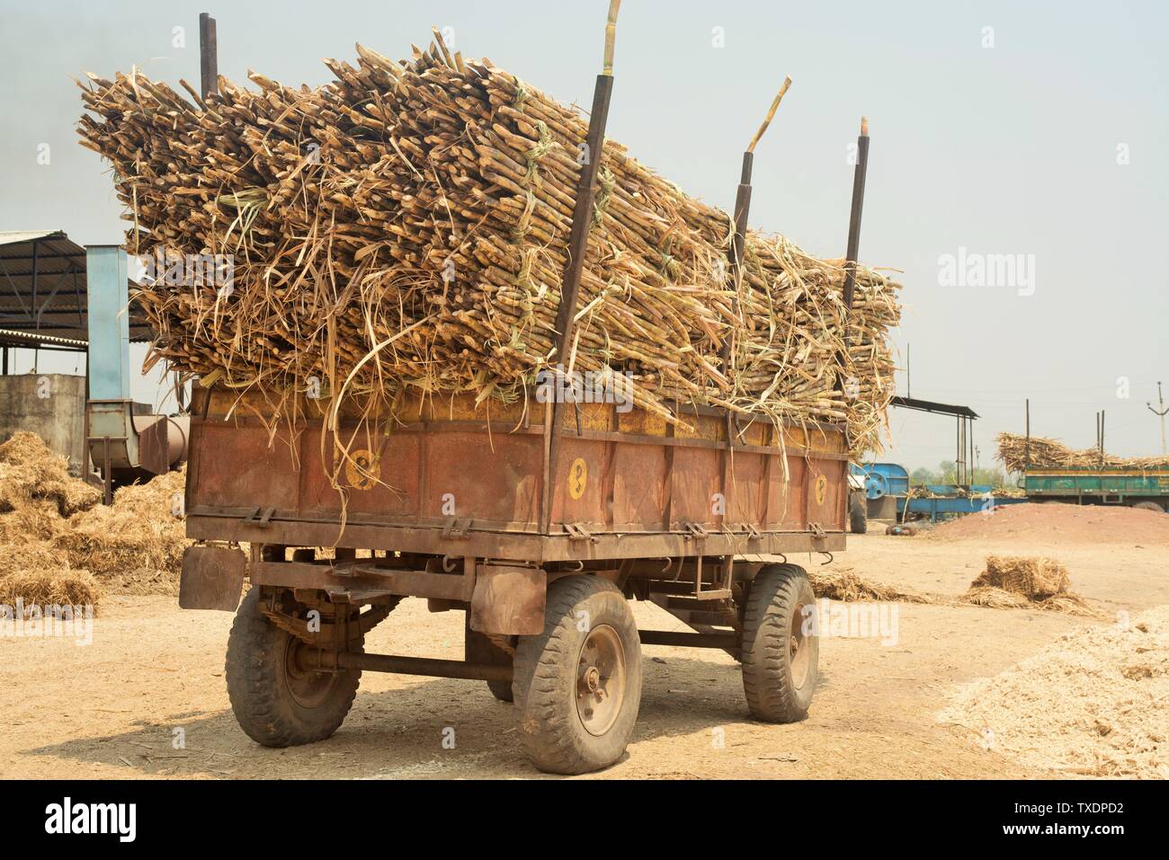 Trolley loaded with sugarcane crop, Maharashtra, India, Asia Stock Photo