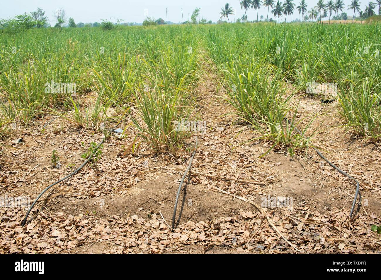 Sugarcane crop with drip irrigation, Baramati, Maharashtra, India, Asia Stock Photo