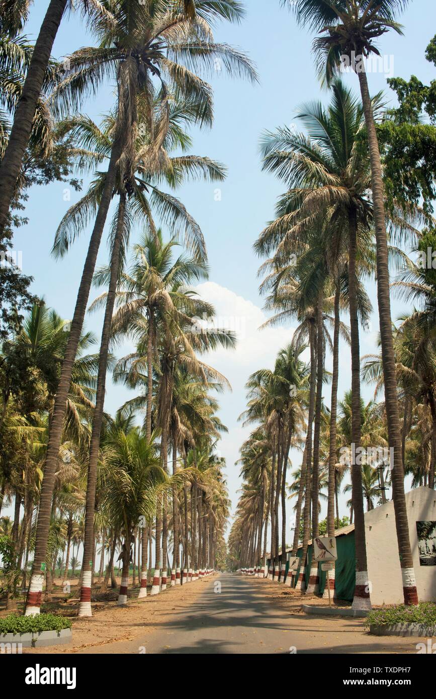 Road with palm trees, Pune, Maharashtra, India, Asia Stock Photo Alamy