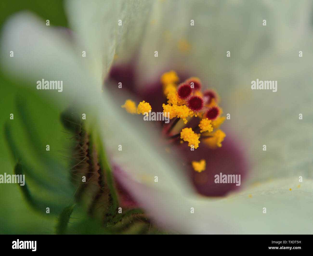 Close up of Hibiscus trionum, macro photography Stock Photo