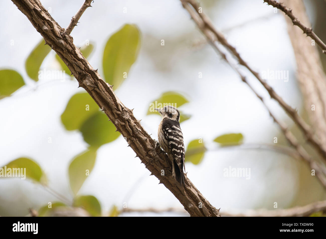 Grey capped Pygmy Woodpecker sitting on tree, Uttarakhand, India, Asia Stock Photo