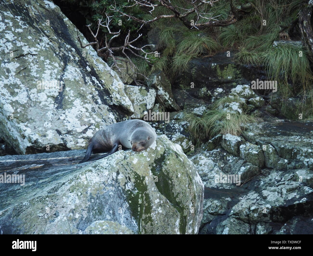 A seal taking a nap on a rock Stock Photo