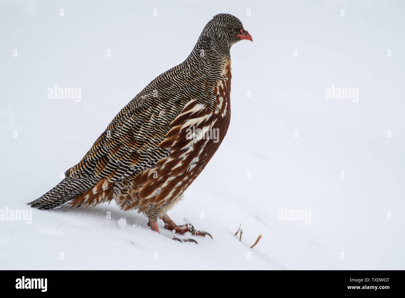 Snow Partridge bird sitting, Uttarakhand, India, Asia Stock Photo