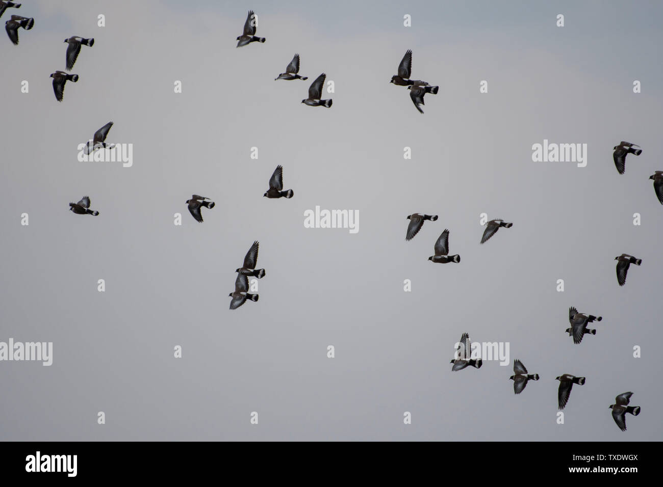 Snow Pigeon flock in flight, Uttarakhand, India, Asia Stock Photo