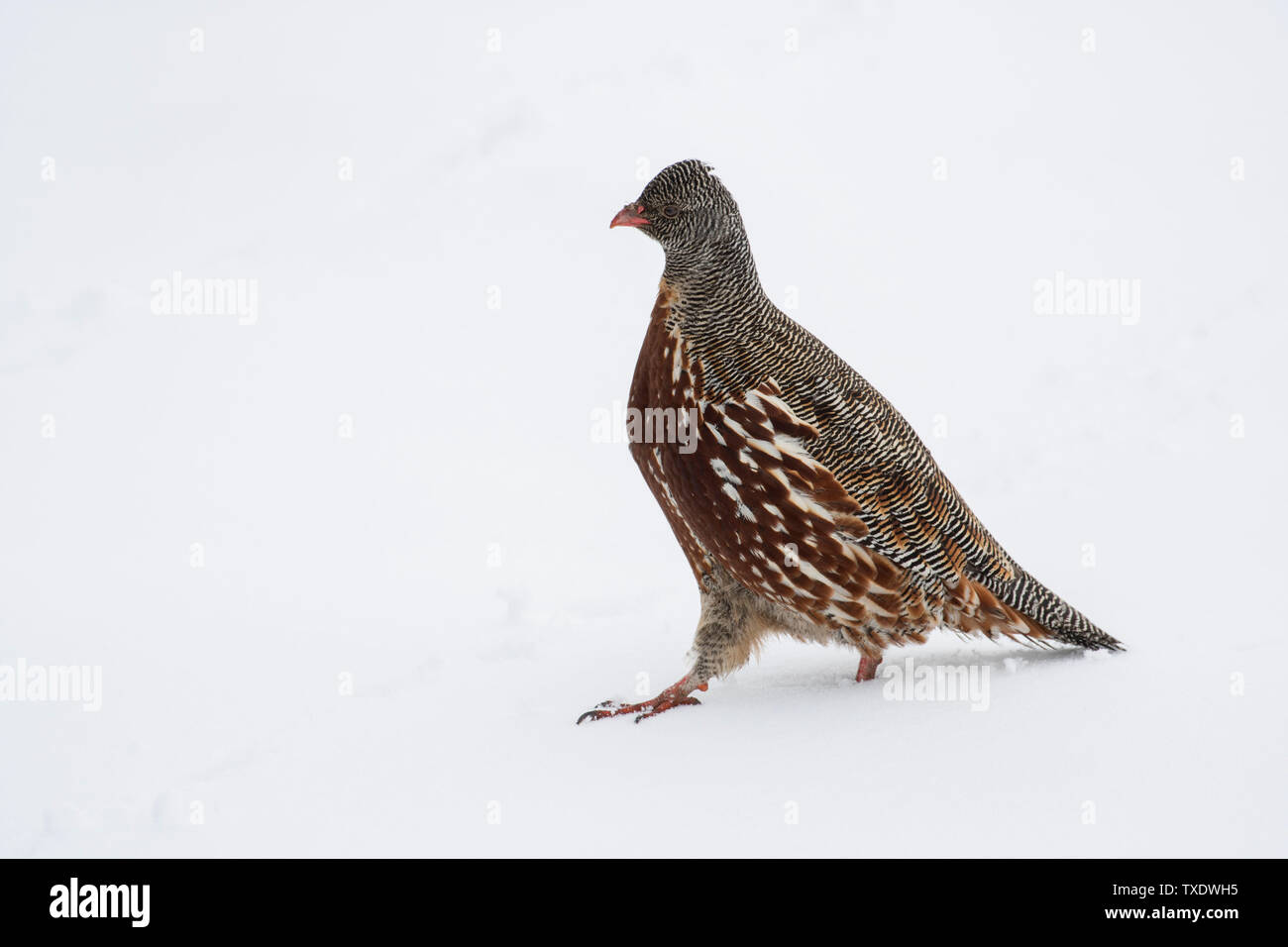 Snow Partridge bird sitting in snow, Uttarakhand, India, Asia Stock Photo