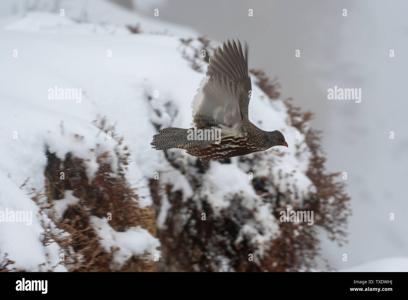 Snow Partridge bird flying, Uttarakhand, India, Asia Stock Photo