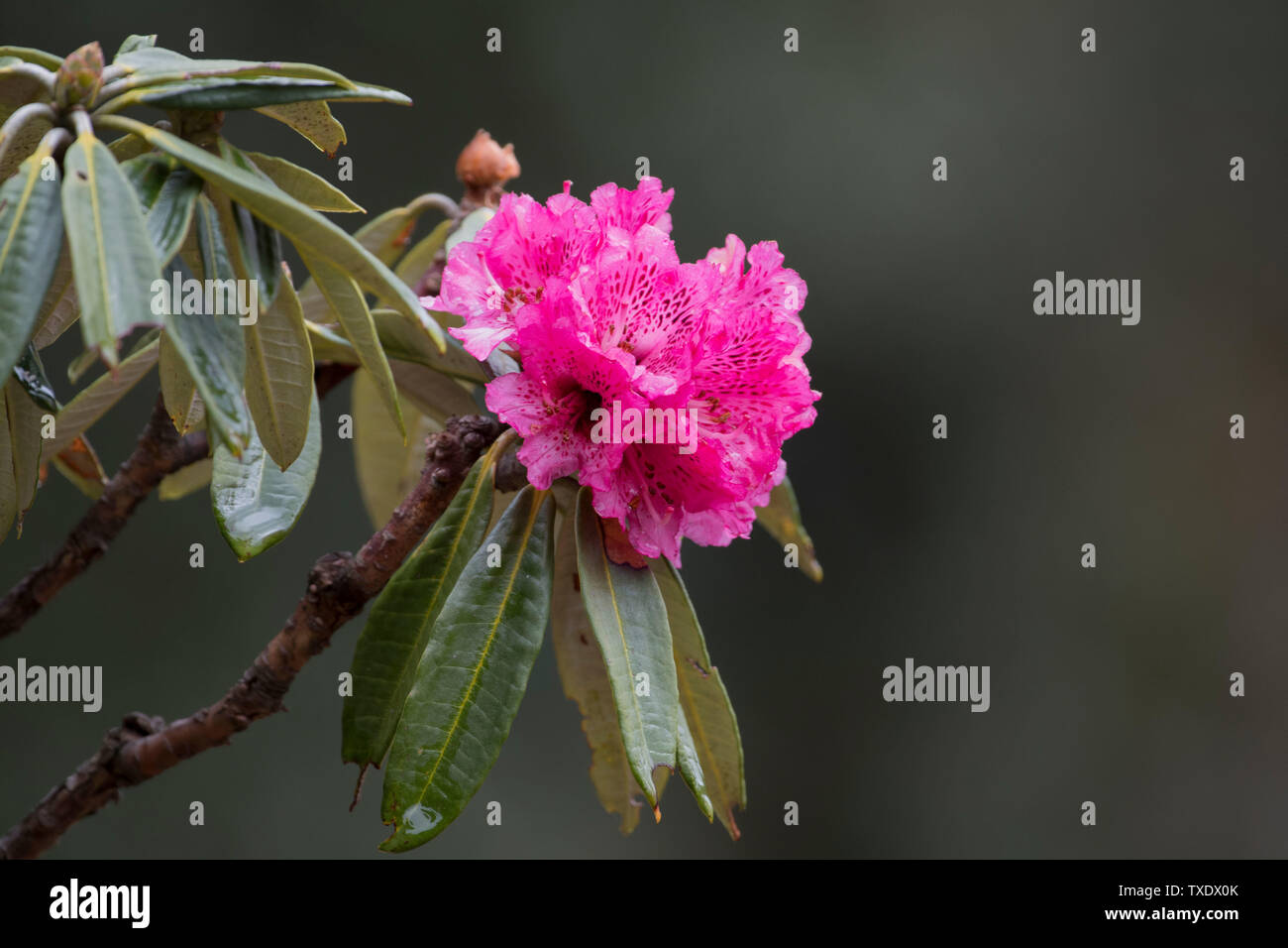 Rhododendron arboreum, Kedarnath Wildlife Sanctuary, Uttarakhand, India, Asia Stock Photo