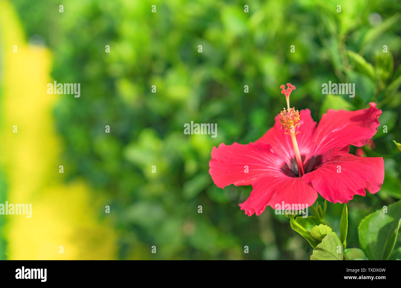 Red hibiscus blooming flower on Hanta road near the North Nakagusuku Castle in Okinawa Island Stock Photo