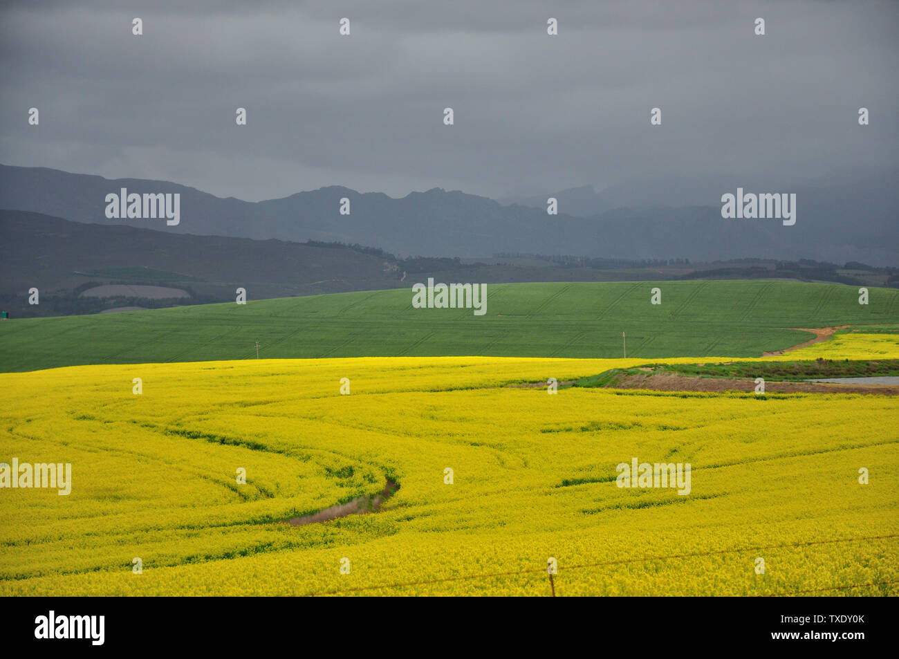 A yellow-flowering Canola plant field near Theewaterskloof dam, Western Cape, with dark rain clouds in the background. 17 September 2015 Stock Photo