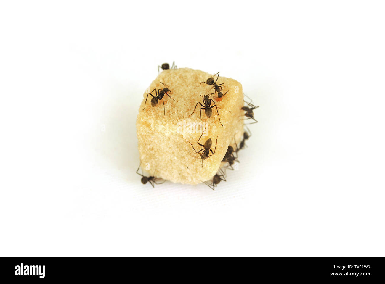 Ants eat sugar on white background Stock Photo Alamy