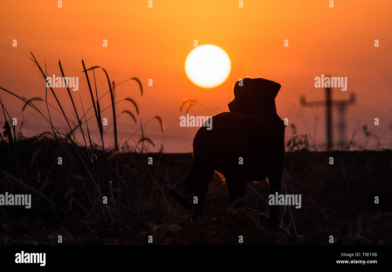 Labrador group field hi-res stock photography and images - Alamy