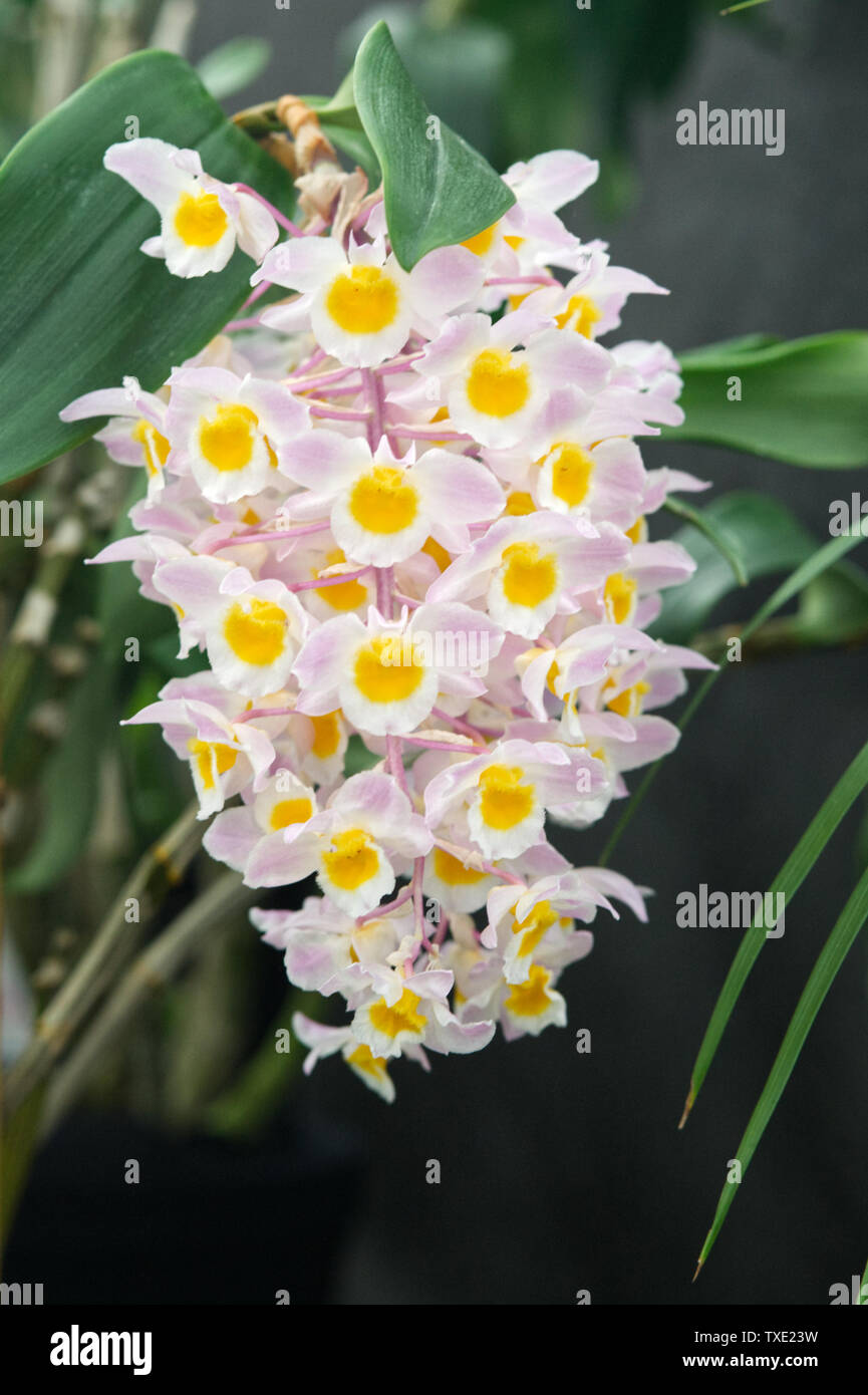 Dendrobium amabile Stock Photo
