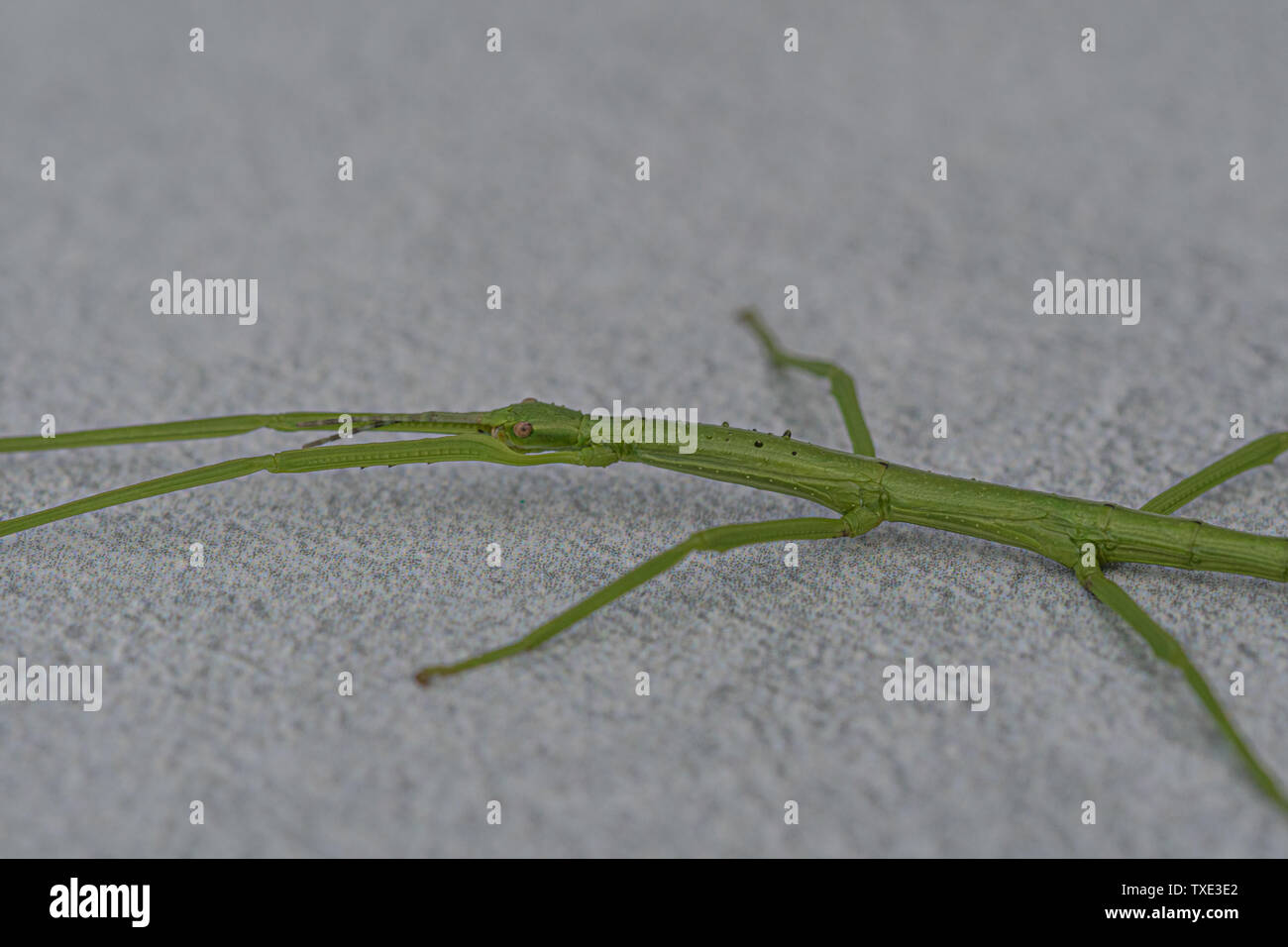 Which turned up photographers cornish garden hi-res stock photography ...