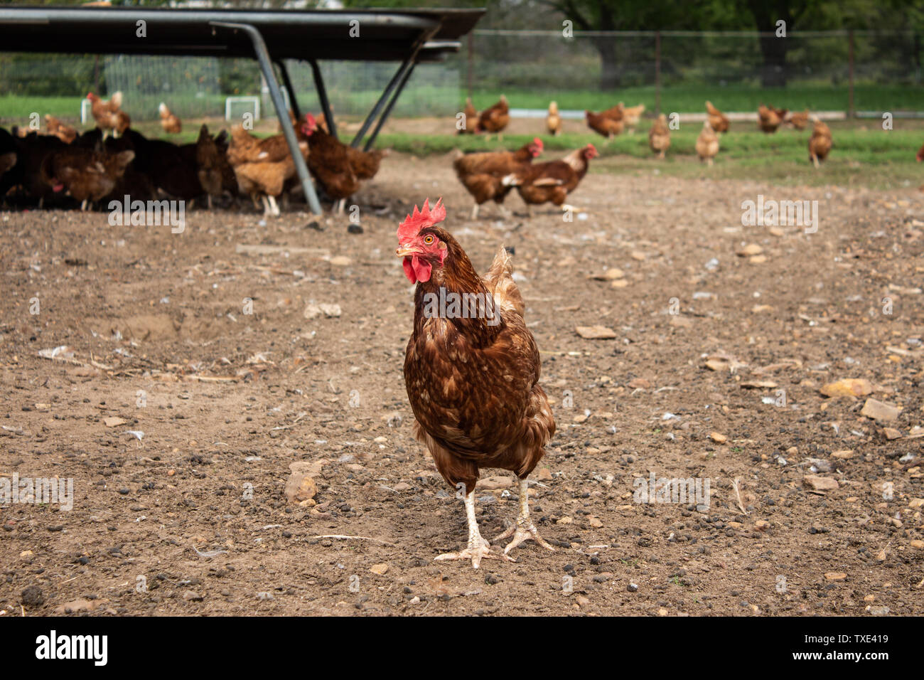 Free range Isa Brown chicken farm showing hen scratching in dirt with many chickens in background Stock Photo