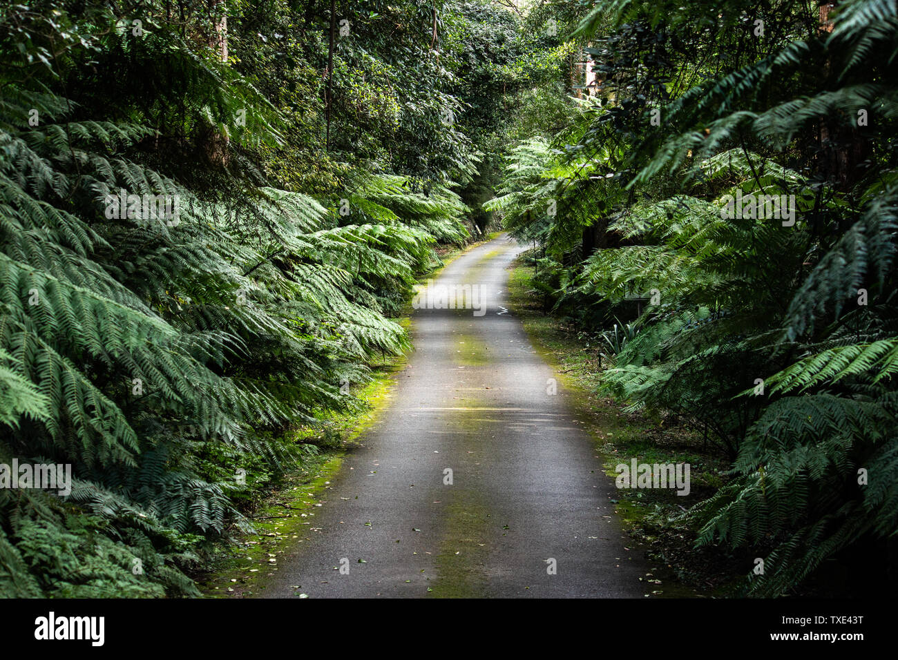 Rainforest with tree ferns hires stock photography and images Alamy