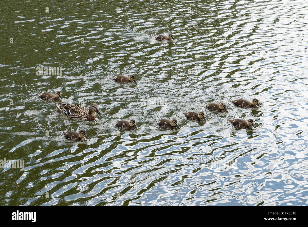 Duck Offspring Duck with offspring on a boat trip Stock Photo - Alamy