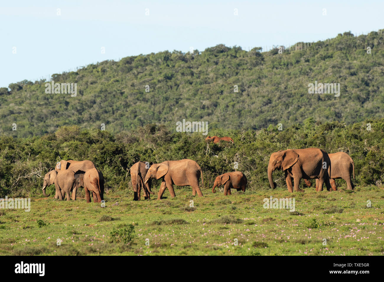 African elephants, Loxodonta africana africana, Addo Elephant National Park, South Africa Stock Photo