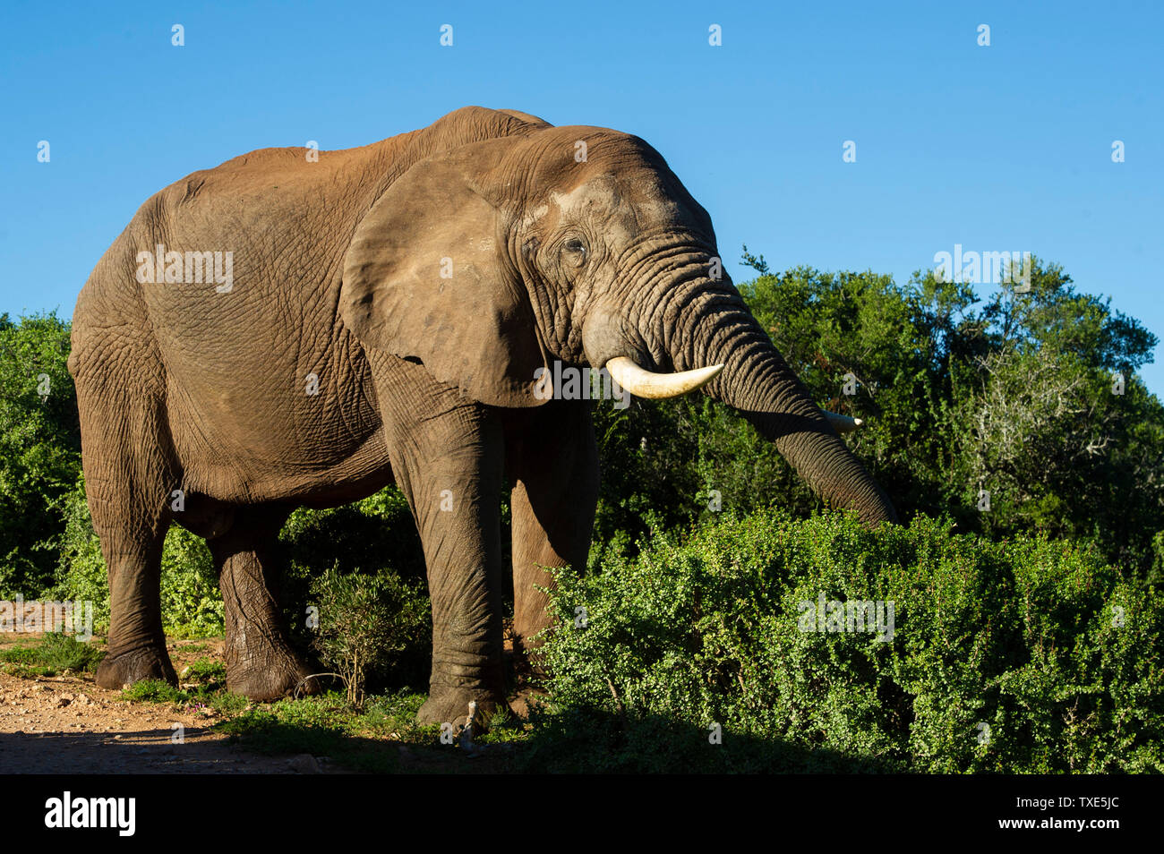 African elephant, Loxodonta africana africana, Addo Elephant National Park, South Africa Stock Photo