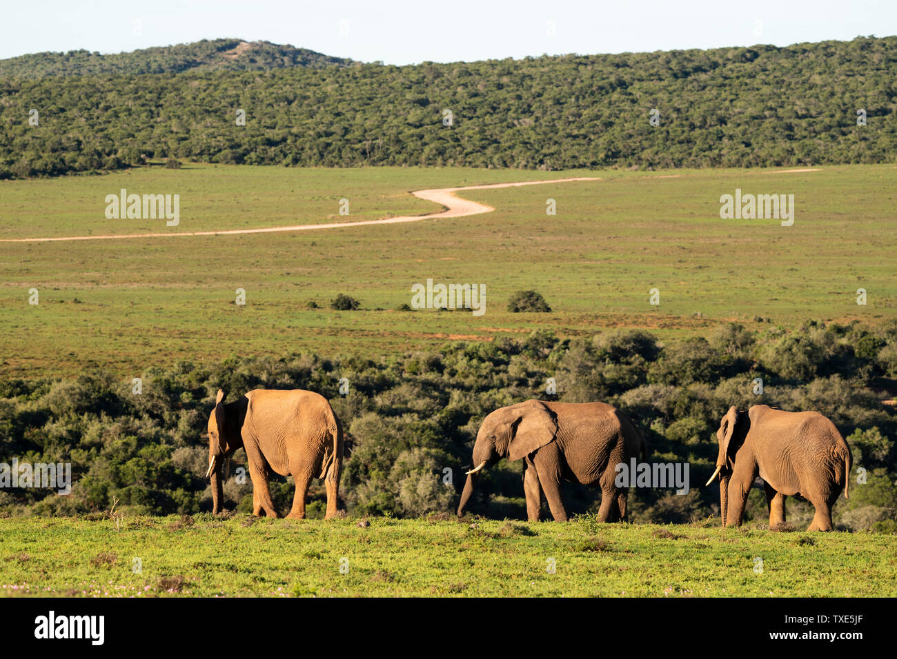 African elephants, Loxodonta africana africana, Addo Elephant National Park, South Africa Stock Photo