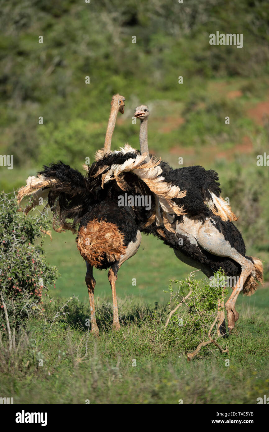 Common ostriches fighting, Struthio camelus, Addo Elephant National Park, South Africa Stock Photo