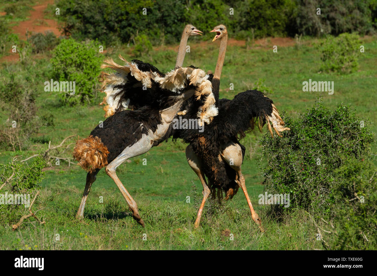 Common ostriches fighting, Struthio camelus, Addo Elephant National Park, South Africa Stock Photo