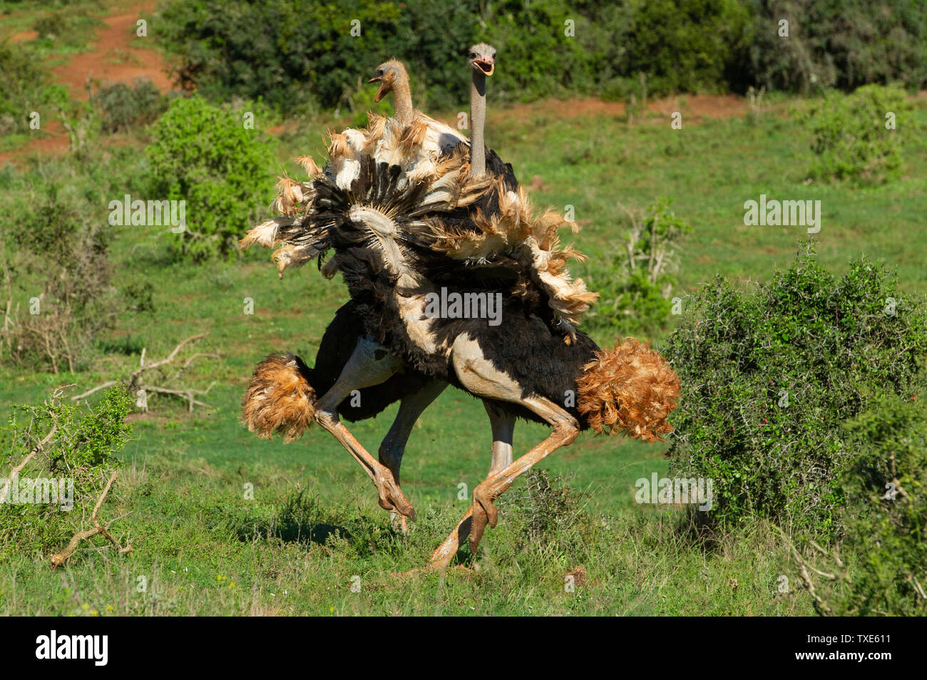 Common ostriches fighting, Struthio camelus, Addo Elephant National Park, South Africa Stock Photo