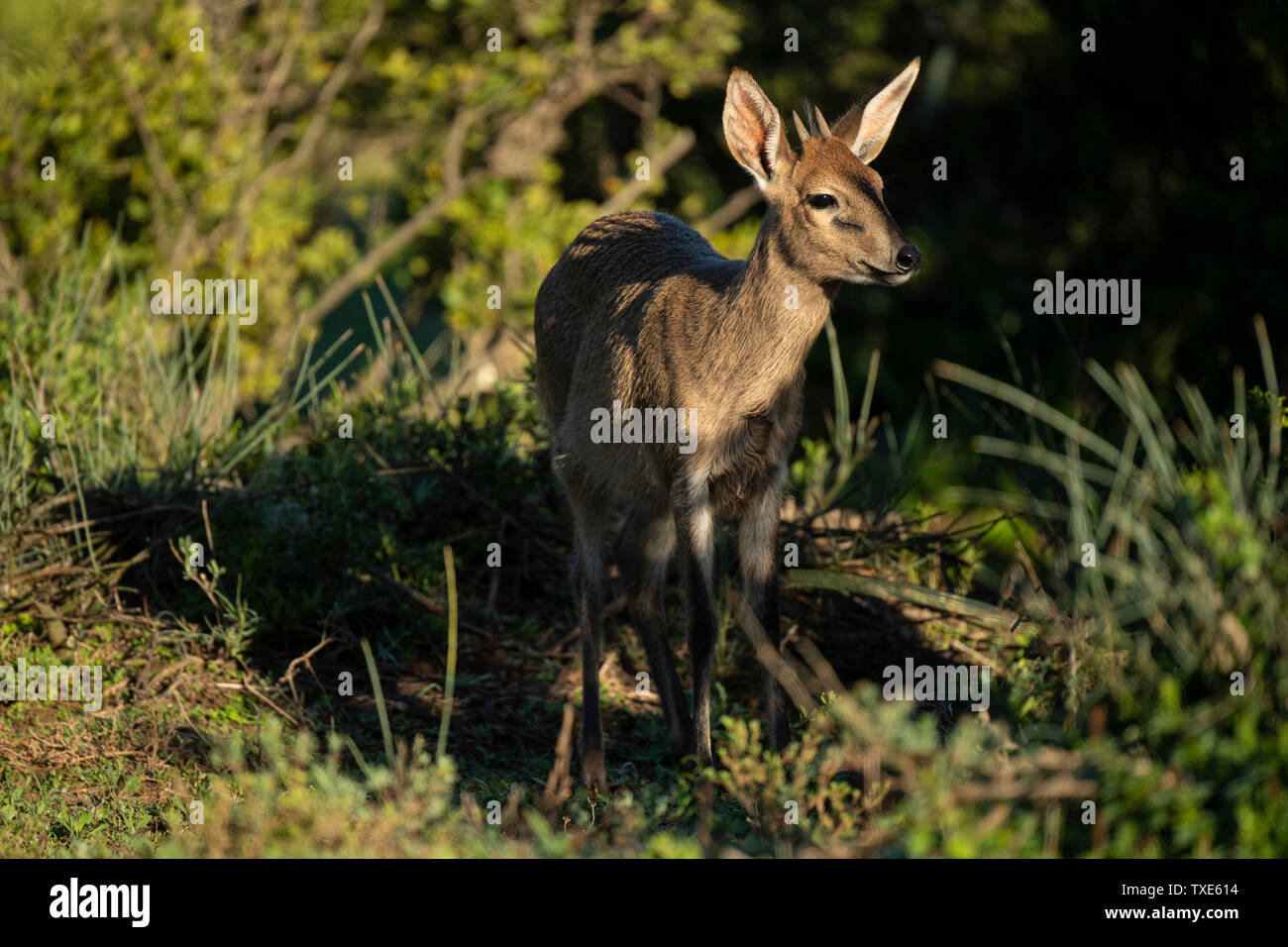 Common Duiker, Sylvicapra grimmia, Addo Elephant National Park, South Africa Stock Photo