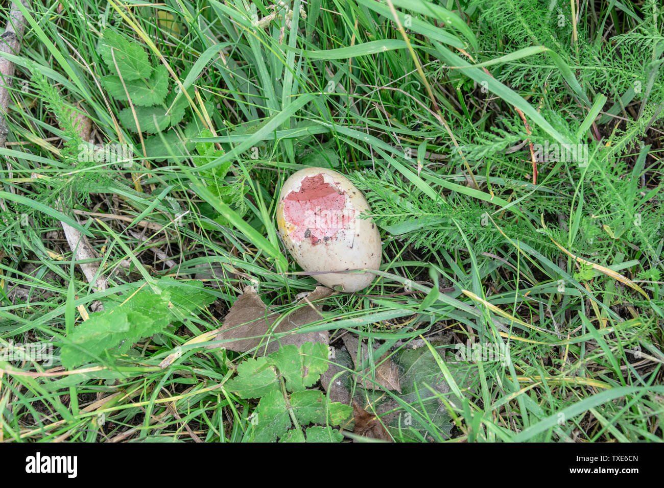 Mallard duck eggs nest hires stock photography and images Alamy