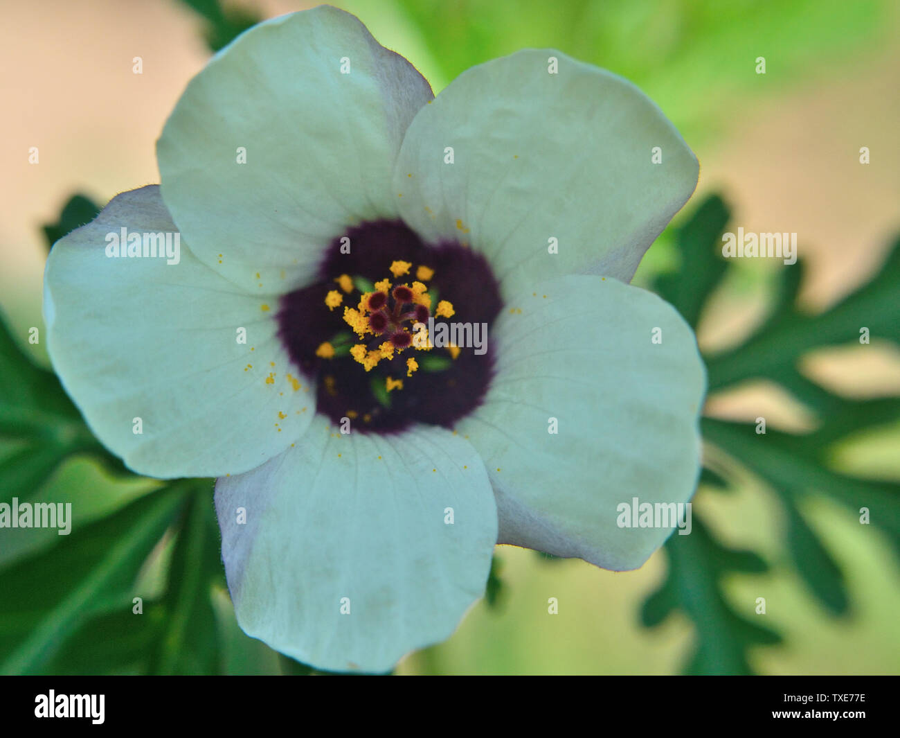 Close up of Hibiscus trionum, macro photography Stock Photo