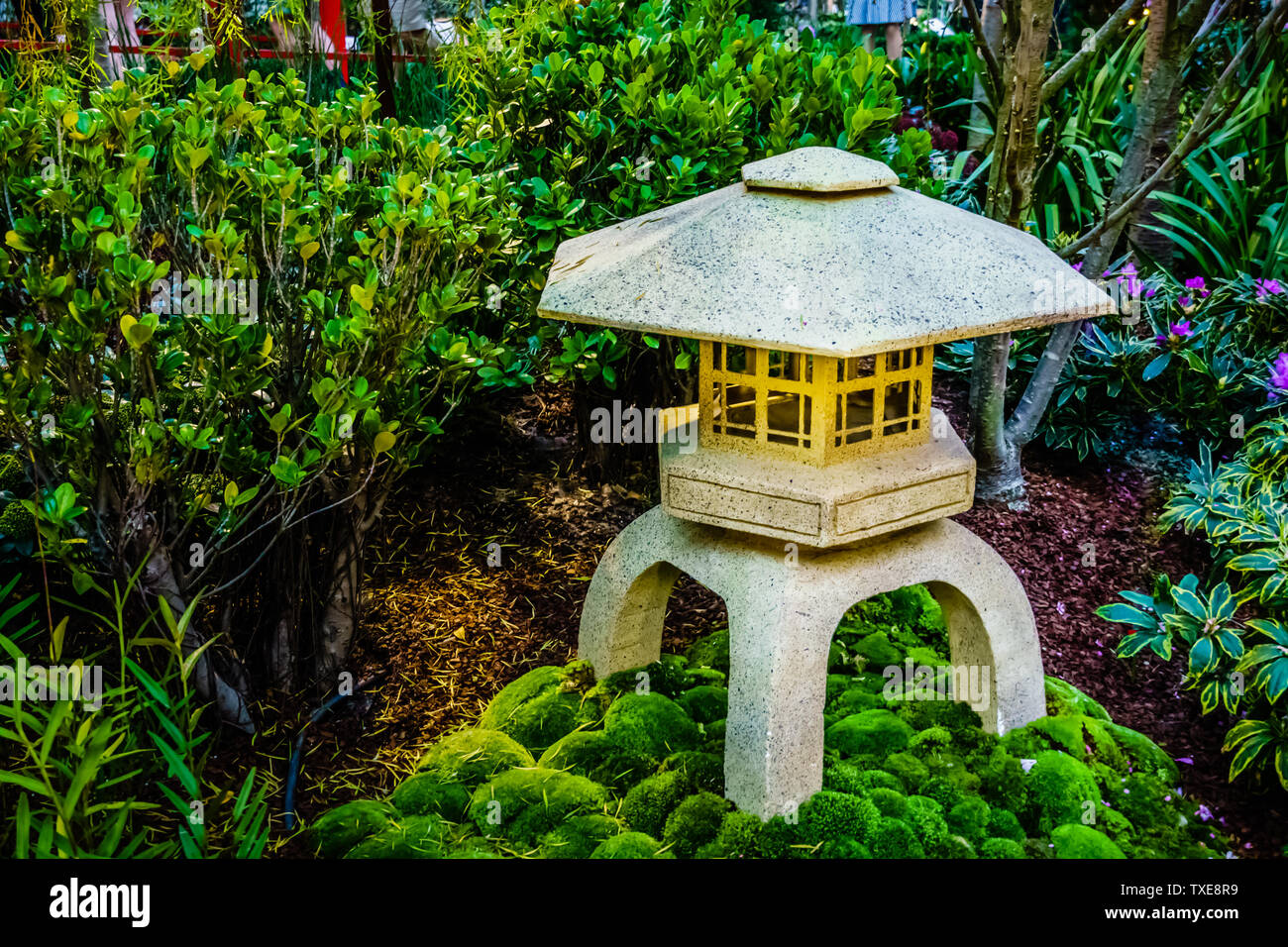 Singapore - May 15, 2019: Sakura Matsuri , the popular cherry blossom festival at Gardens by the Bay. Stock Photo