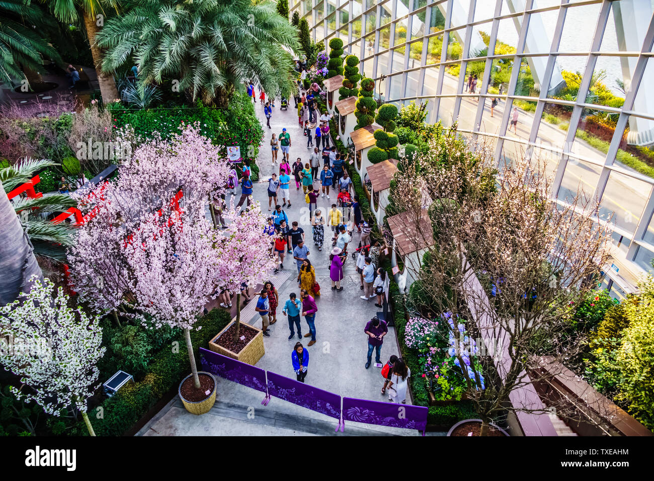 Singapore May 15, 2019 Sakura Matsuri , the popular cherry blossom