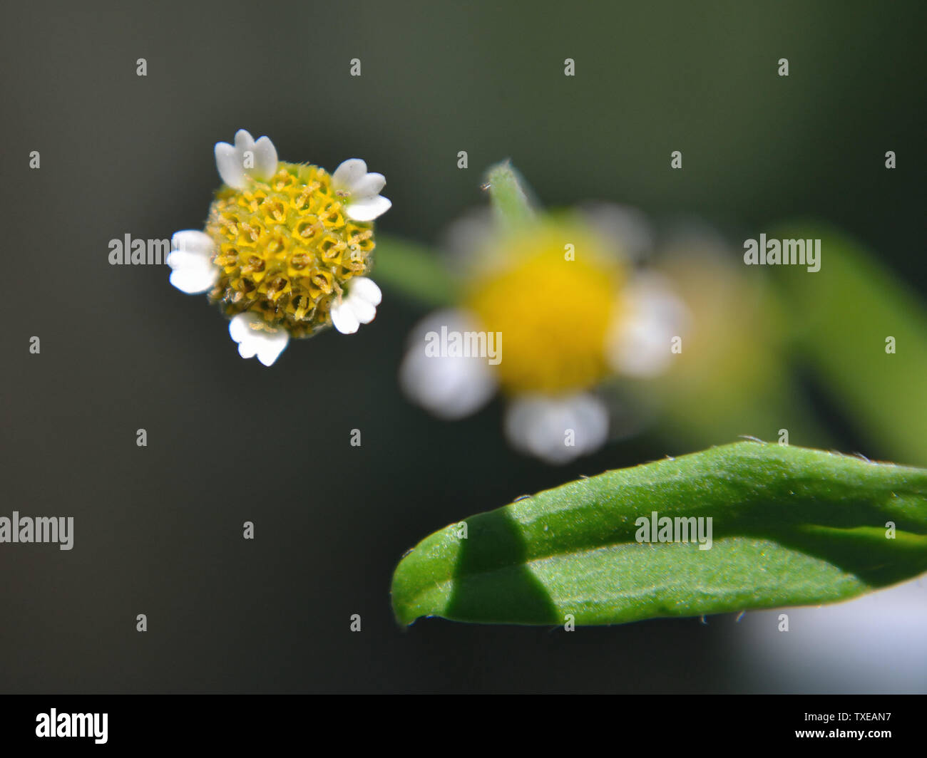 Galinsoga parviflora, gallant soldier flower Stock Photo