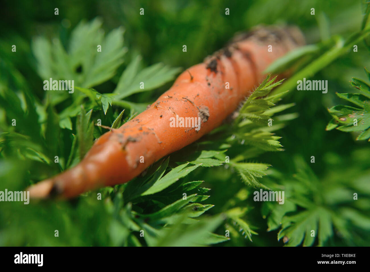 Carrot leaves hires stock photography and images Alamy