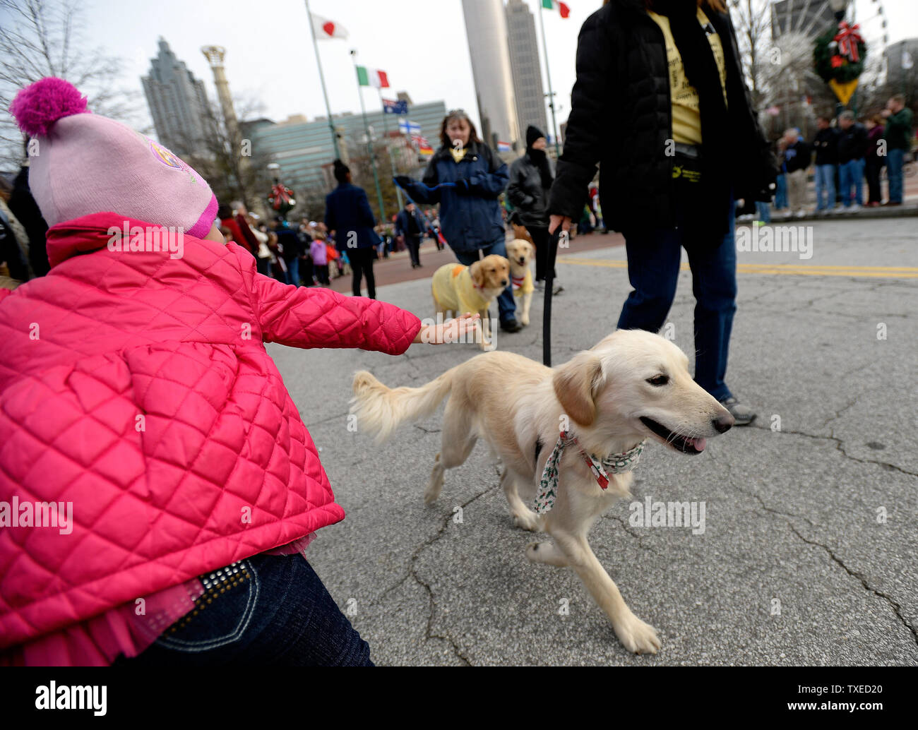 A Fan Reaches Out To Pet A Dog From Golden Retriever Rescue Atlanta During The Annual Chick Fil A Bowl Parade Where Texas A M Will Face Duke In A Football Game In Atlanta On