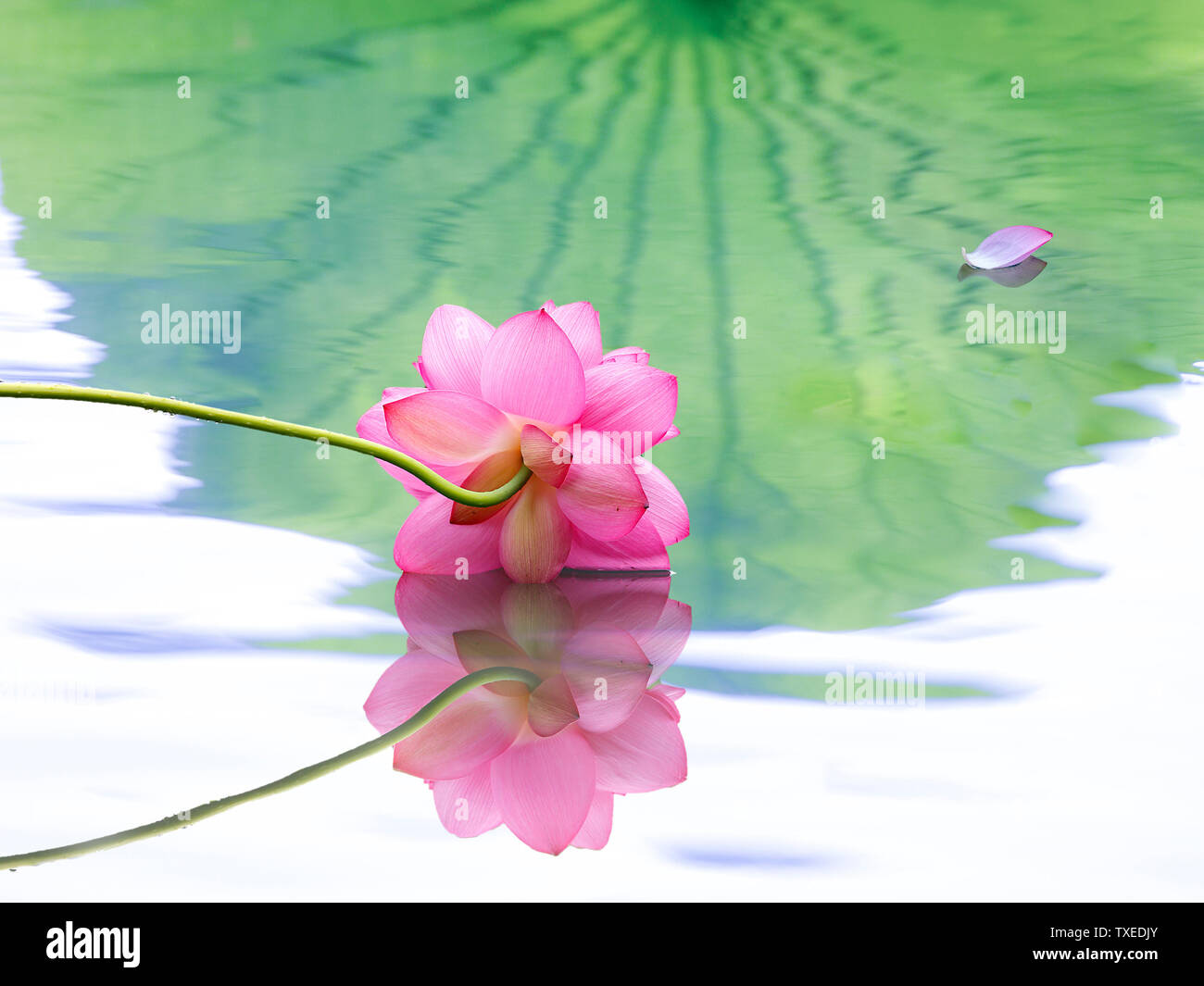 Beautiful lotus rhyme of plants hires stock photography and images Alamy