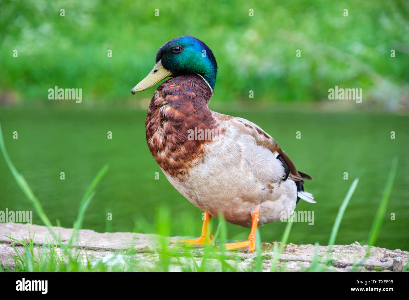 A Male Mallard Duck (Anas Platyrhynchos) near of pond in the city park. Tallinn, Estonia Stock Photo
