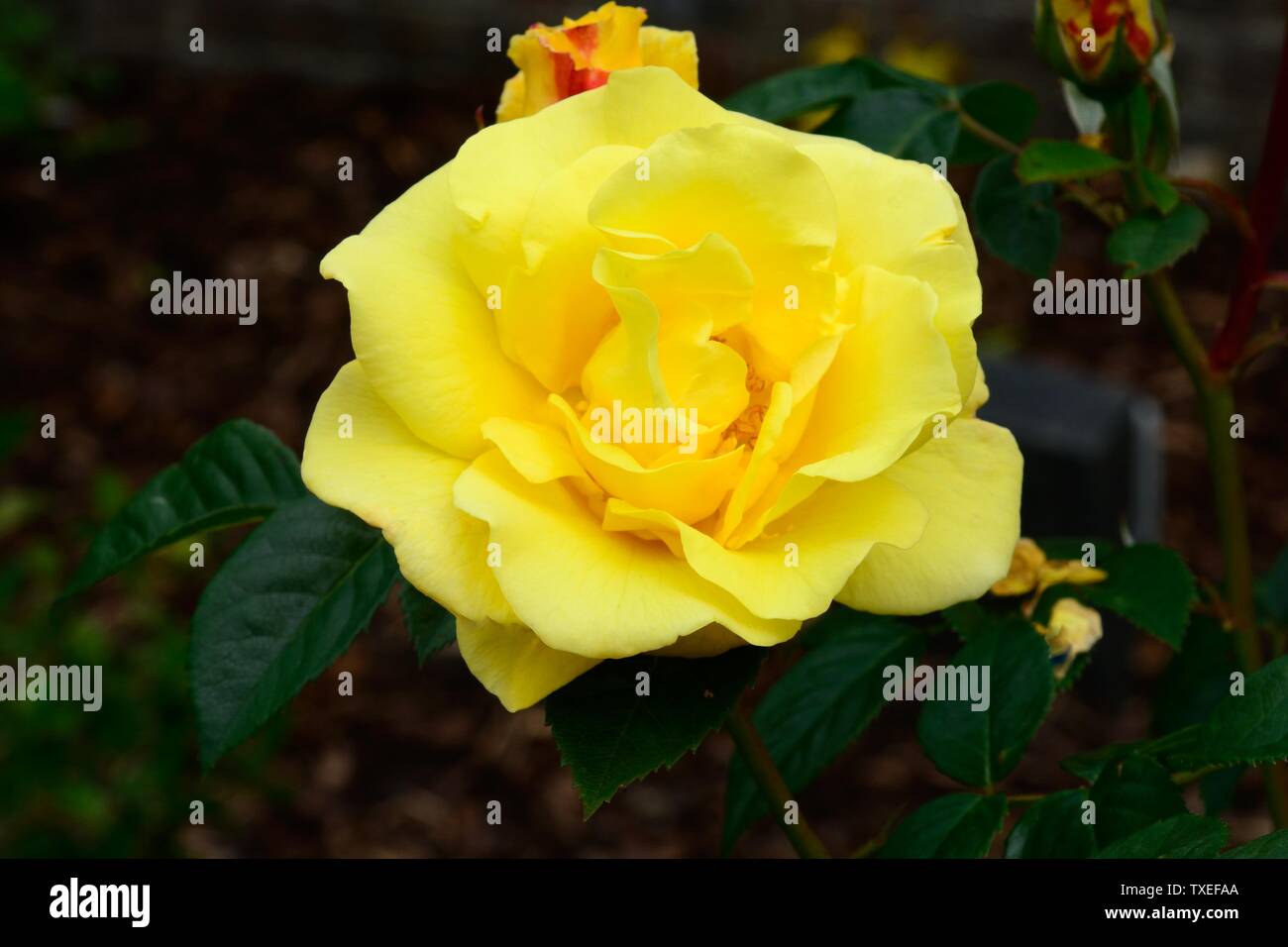 Rosa Lichtkonigin Lucia repeat flowering yellow rose Stock Photo
