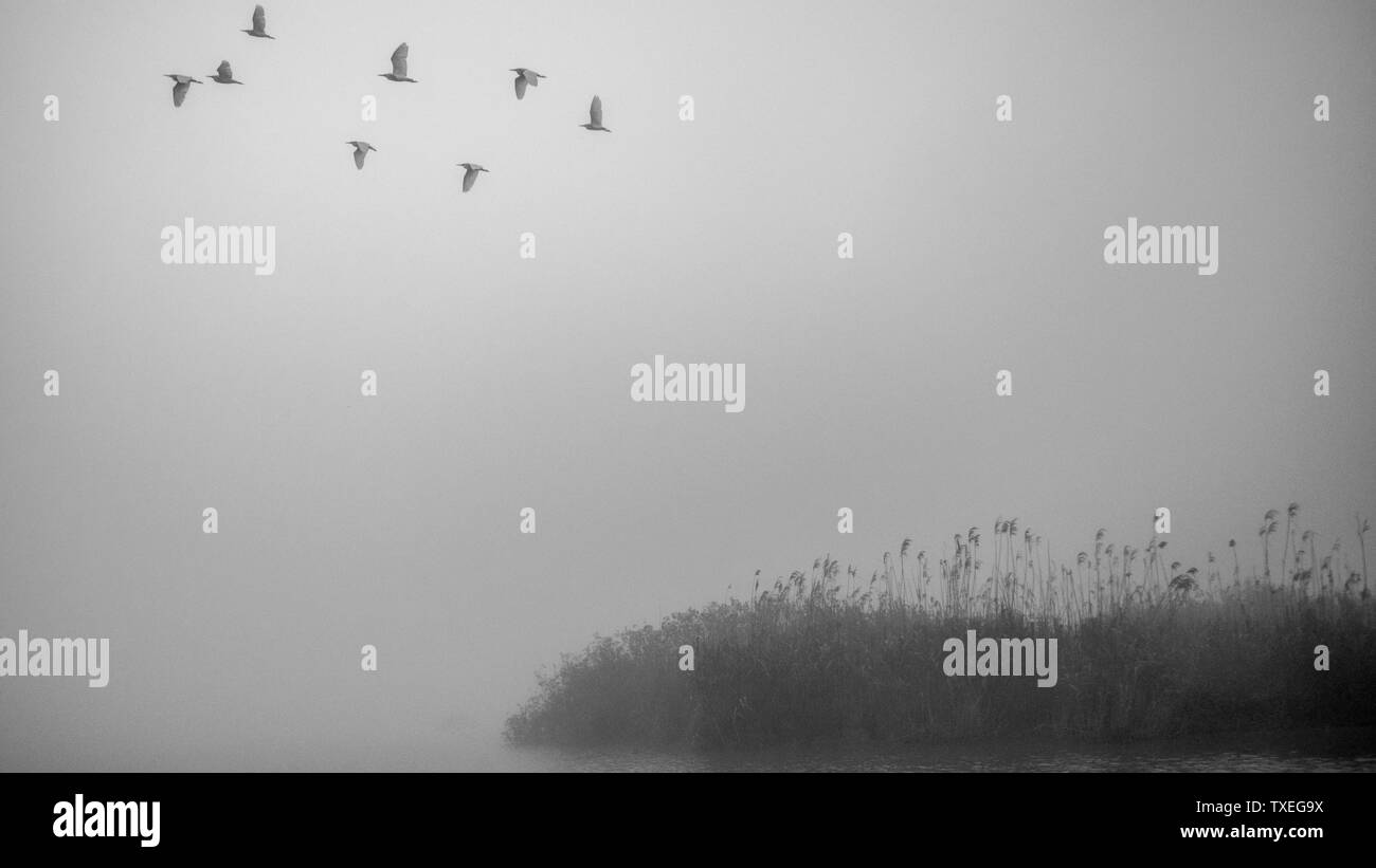 First light of a misty and foggy morning creating a picturesque atmosphere at the Danube Delta Romania Stock Photo